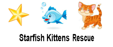 Starfish Kittens CFA